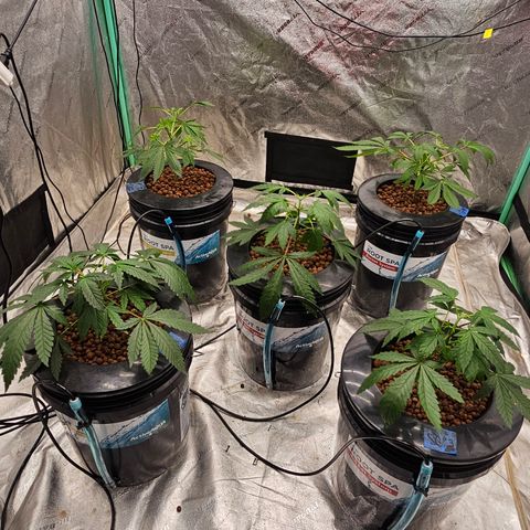 Bruce Banner fem growlog timeline photo