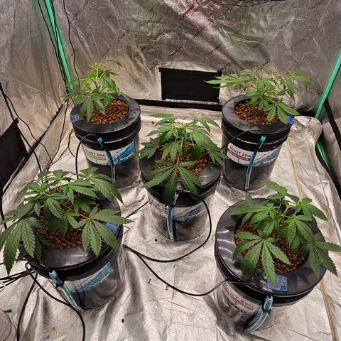 Sweet Cheese fem  growlog timeline photo
