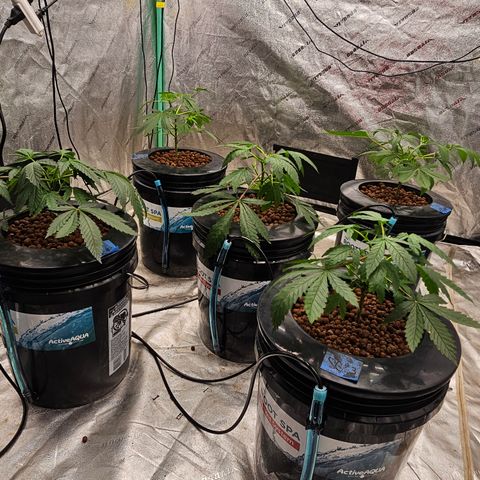 Sweet Cheese fem  growlog timeline photo