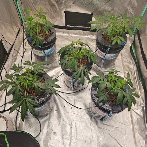 Bruce Banner fem growlog timeline photo