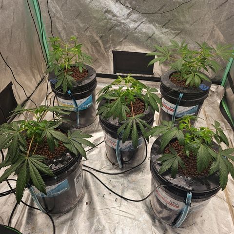 Sweet Cheese fem  growlog timeline photo