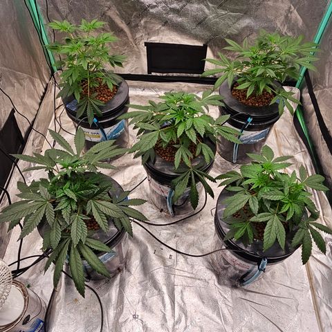 Sweet Cheese fem  growlog timeline photo