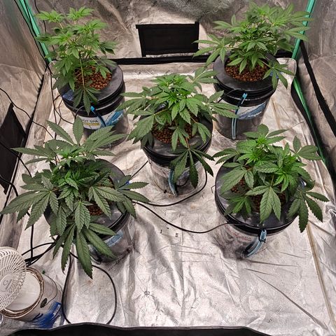 Sweet Cheese fem  growlog timeline photo