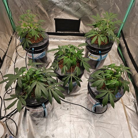 Sweet Cheese fem  growlog timeline photo