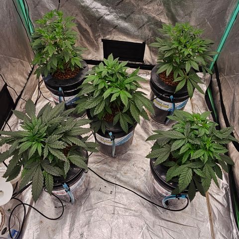 Bruce Banner fem growlog timeline photo