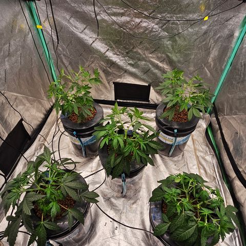 Bruce Banner fem growlog timeline photo