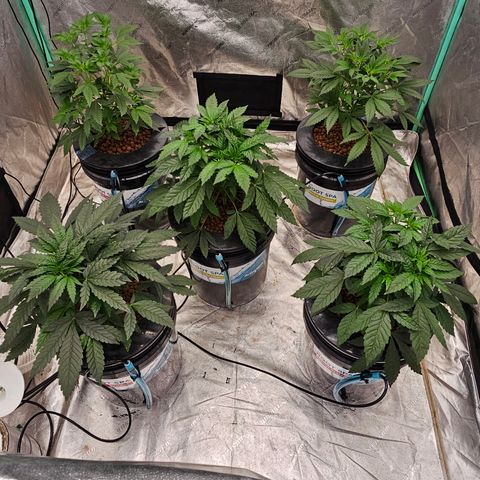 Bruce Banner fem growlog timeline photo