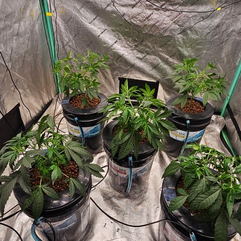 Bruce Banner fem growlog timeline photo