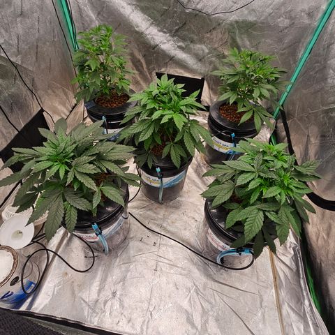 Sweet Cheese fem  growlog timeline photo