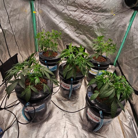 Sweet Cheese fem  growlog timeline photo