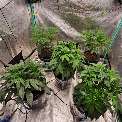 Bruce Banner fem growlog timeline photo