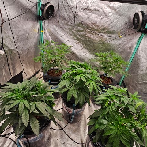 Sweet Cheese fem  growlog timeline photo