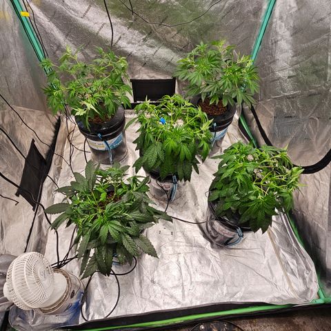 Bruce Banner fem growlog timeline photo