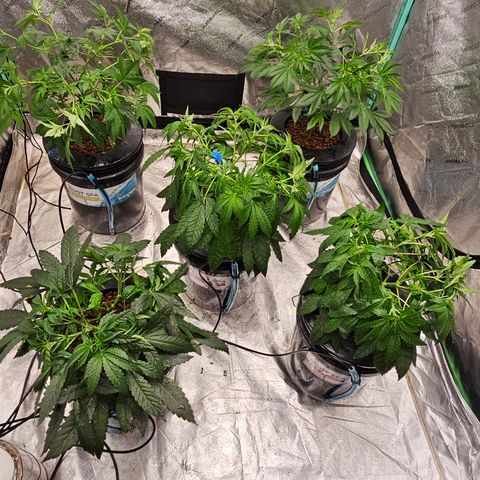 Sweet Cheese fem  growlog timeline photo