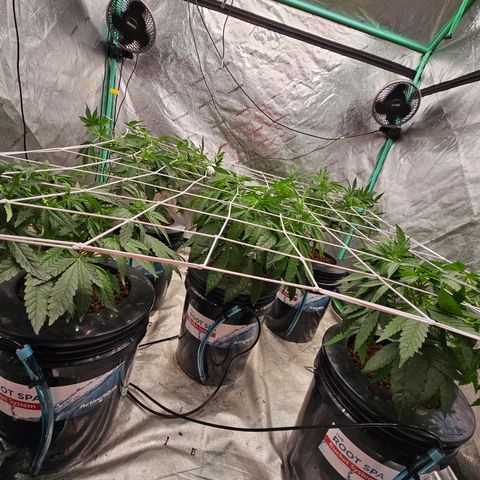Sweet Cheese fem  growlog timeline photo