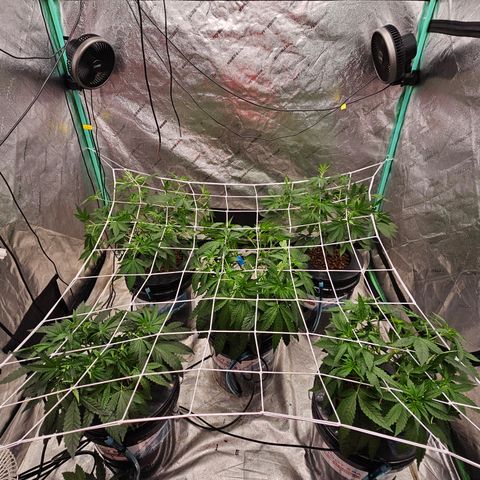 Sweet Cheese fem  growlog timeline photo