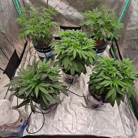 Sweet Cheese fem  growlog timeline photo