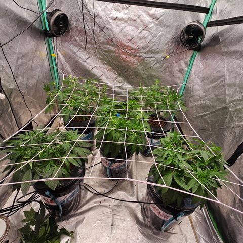 Sweet Cheese fem  growlog timeline photo