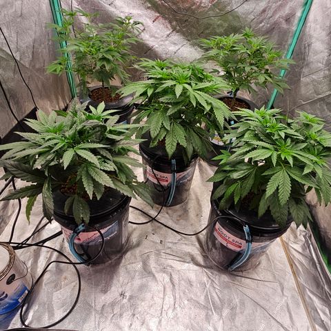Bruce Banner fem growlog timeline photo