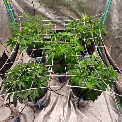 Bruce Banner fem growlog timeline photo