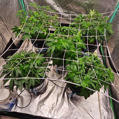 Bruce Banner fem growlog timeline photo