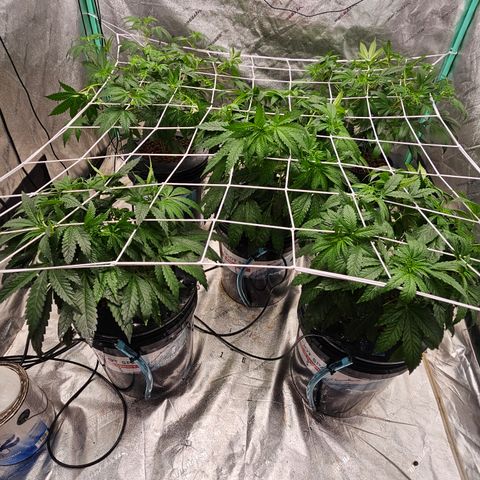 Bruce Banner fem growlog timeline photo
