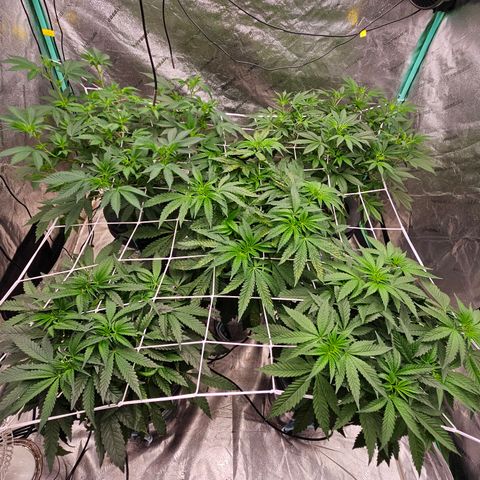 Sweet Cheese fem  growlog timeline photo