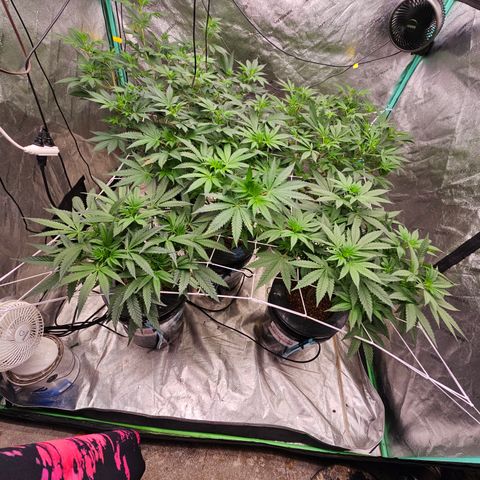 Bruce Banner fem growlog timeline photo