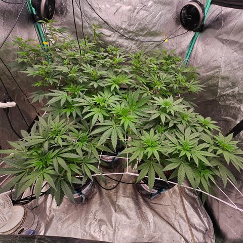 Bruce Banner fem growlog timeline photo