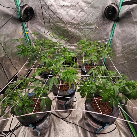 Sweet Cheese fem  growlog timeline photo