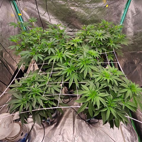 Sweet Cheese fem  growlog timeline photo