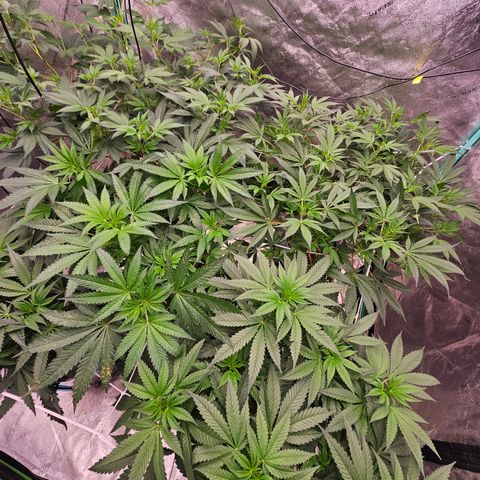 Bruce Banner fem growlog timeline photo