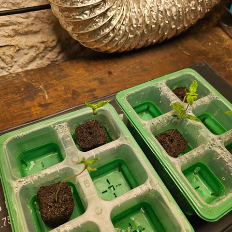 Wine Mom Ithacan Genetics  growlog timeline photo