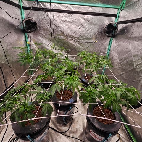 Bruce Banner fem growlog timeline photo