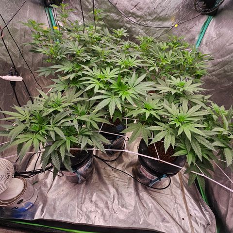 Sweet Cheese fem  growlog timeline photo