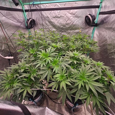 Sweet Cheese fem  growlog timeline photo