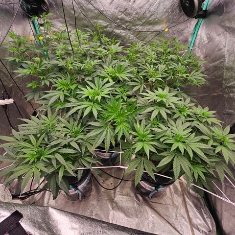 Sweet Cheese fem  growlog timeline photo