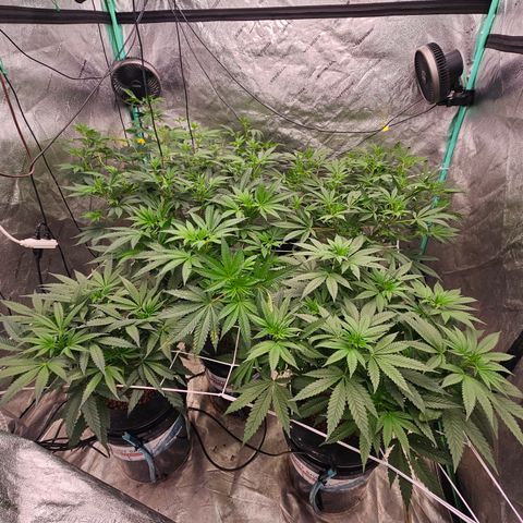 Bruce Banner fem growlog timeline photo