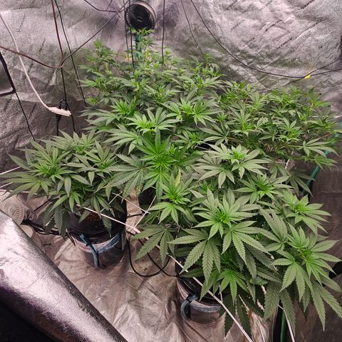 Bruce Banner fem growlog timeline photo