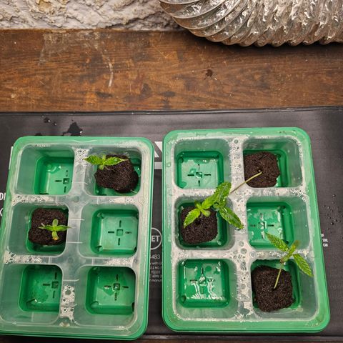 Wine Mom Ithacan Genetics  growlog timeline photo
