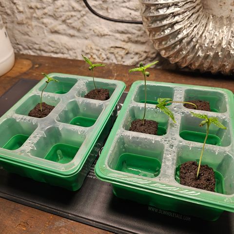 Wine Mom Ithacan Genetics  growlog timeline photo