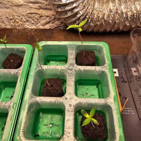 Wine Mom Ithacan Genetics  growlog timeline photo