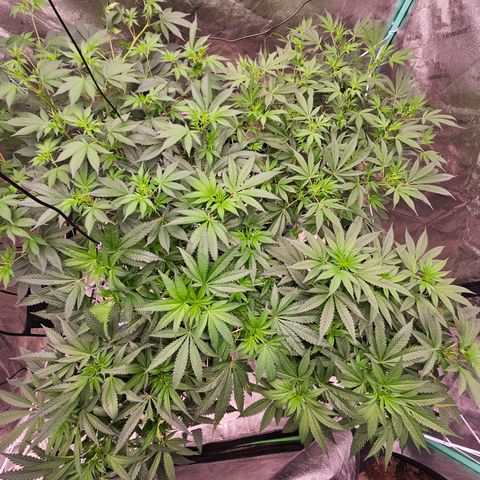 Bruce Banner fem growlog timeline photo