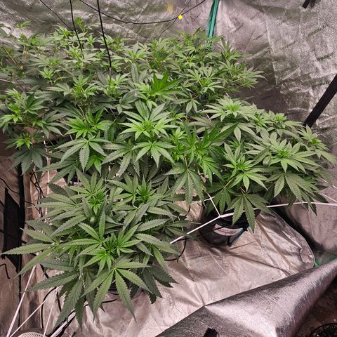 Bruce Banner fem growlog timeline photo