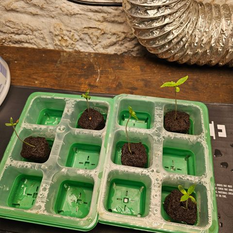 Wine Mom Ithacan Genetics  growlog timeline photo