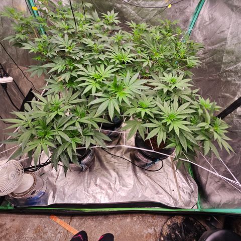 Bruce Banner fem growlog timeline photo