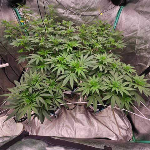 Bruce Banner fem growlog timeline photo