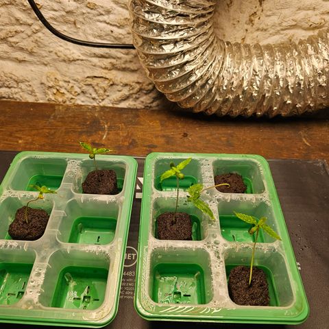 Wine Mom Ithacan Genetics  growlog timeline photo