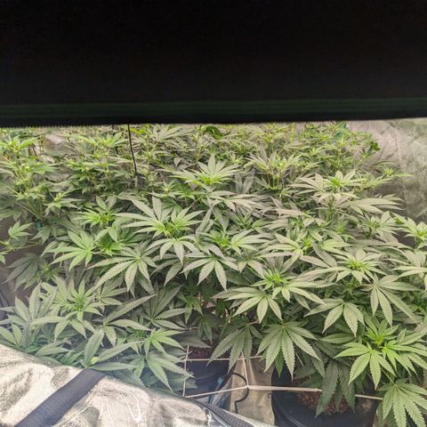 Sweet Cheese fem  growlog timeline photo