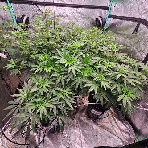 Sweet Cheese fem  growlog timeline photo